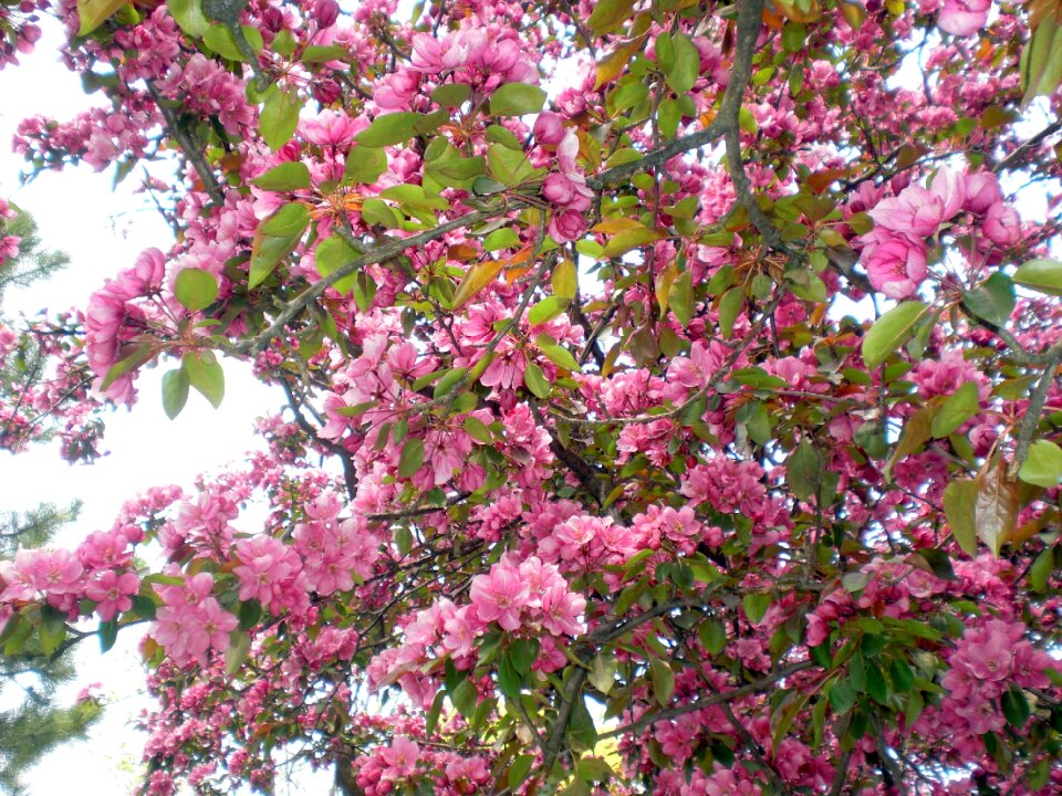Flowers landscape green