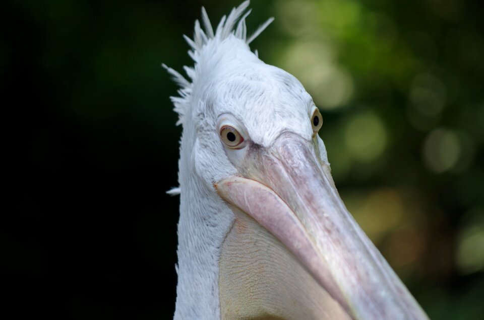 Pelican bird animal