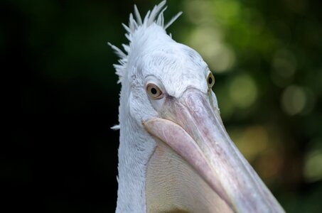 Pelican bird animal photo