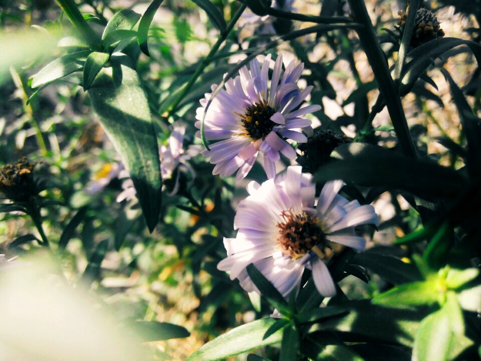 Flower bed nature flowers