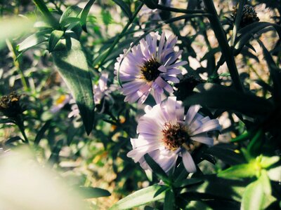 Flower bed nature flowers
