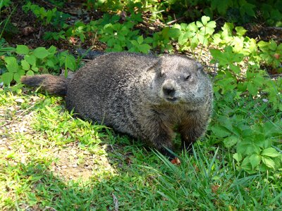 Ground mammal nature