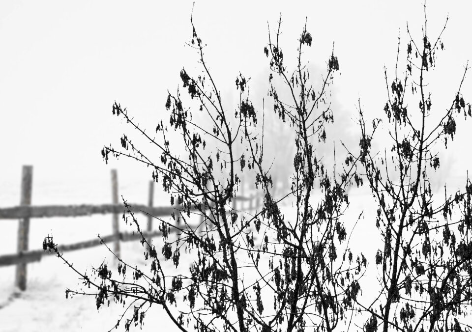 Landscape fence wintry photo