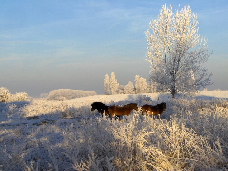 Snow netherlands nature