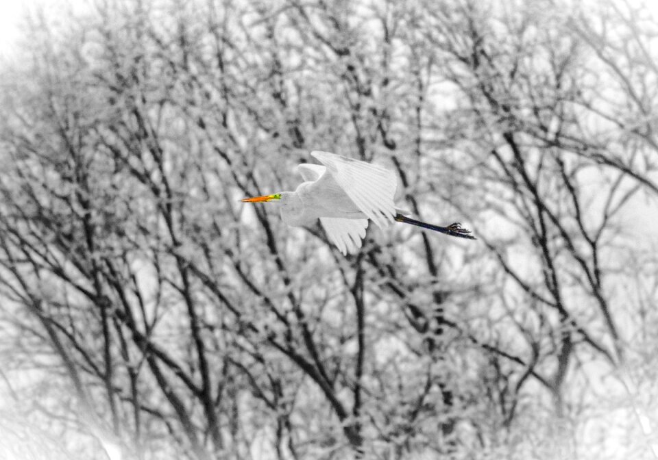 Nature flying water bird