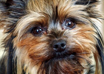 Dog facial hairy photo