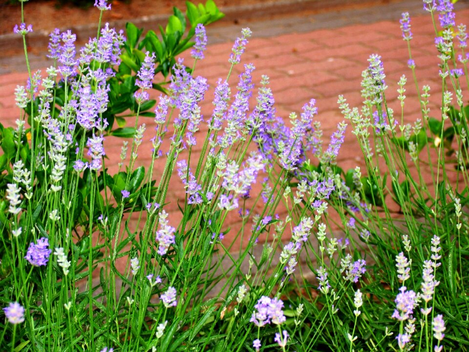 Flower flora gardening
