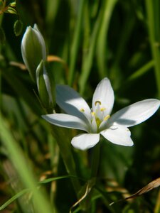 White small 15 cm