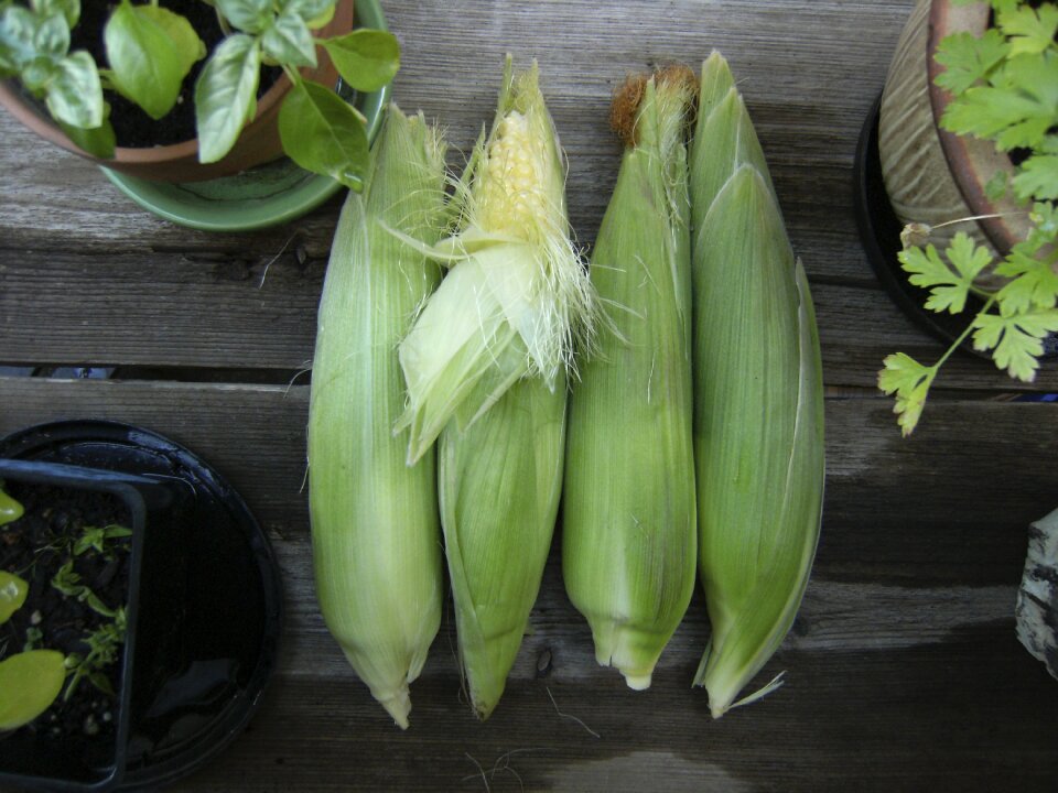 Autumn harvest fall