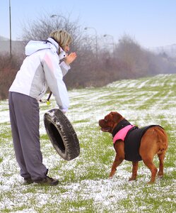 Dogue white mastiff