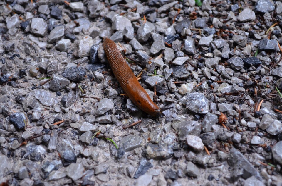 Forest floor crawl brown