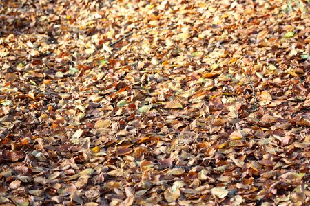 Defoliation natural color photo