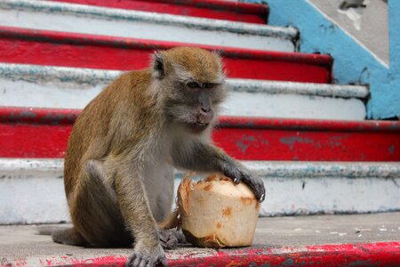 Wildlife asia travel
