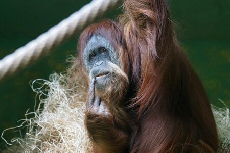 Female primate thinking photo