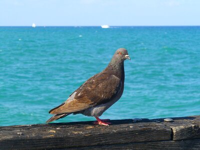 Water sea harbor photo