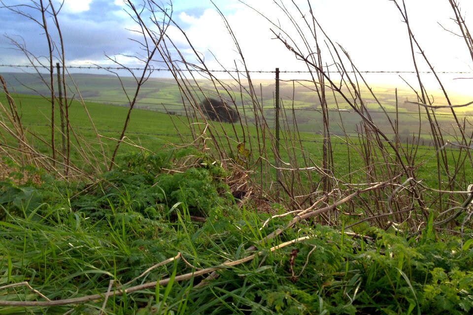 Scenic countryside growth