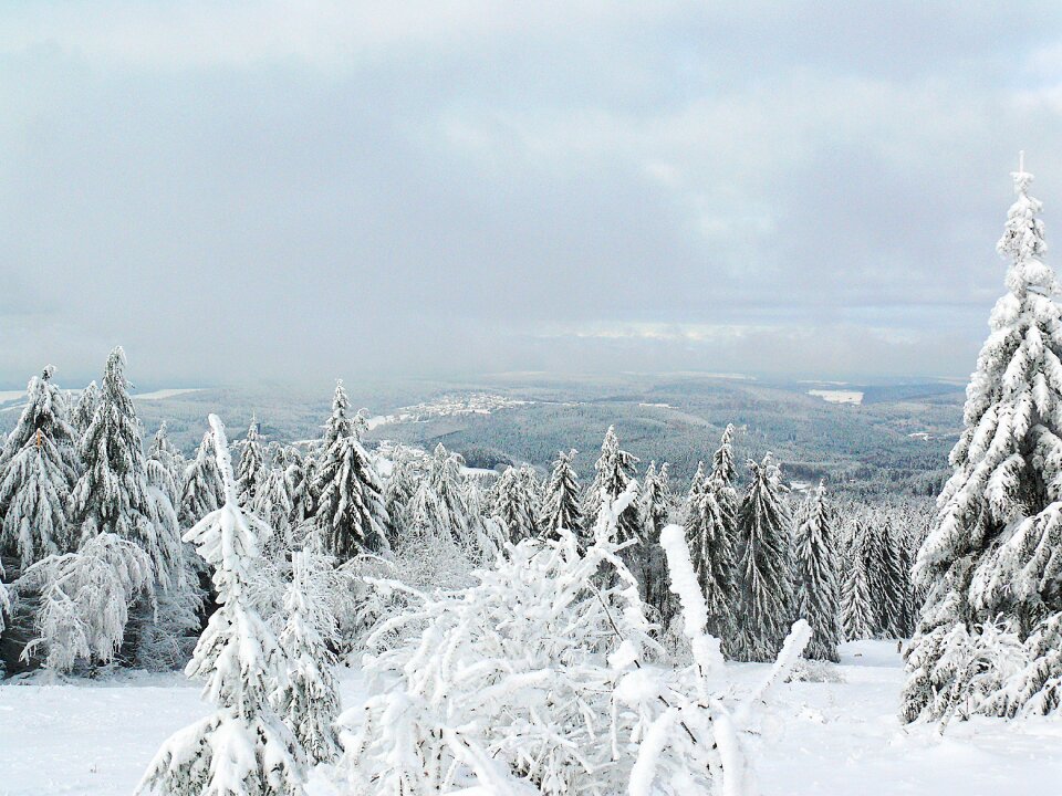 Trees nature snow photo