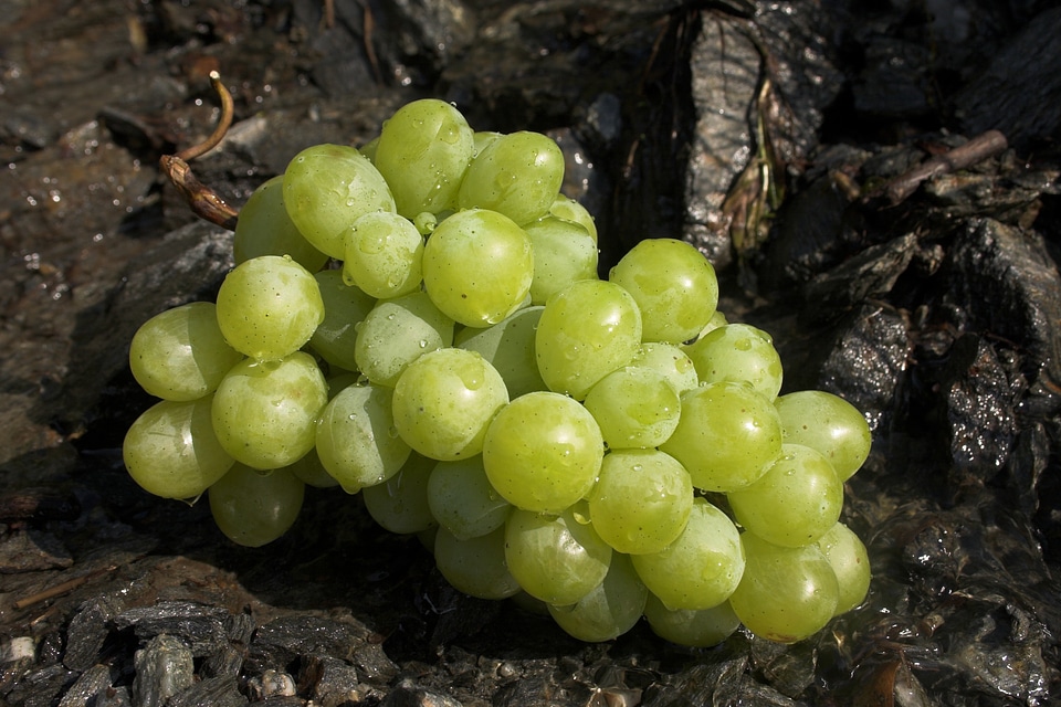 Table grapes vitamins healthy