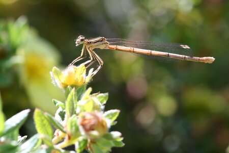 Dragonfly nature insect