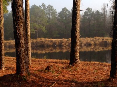 Pond lake forest
