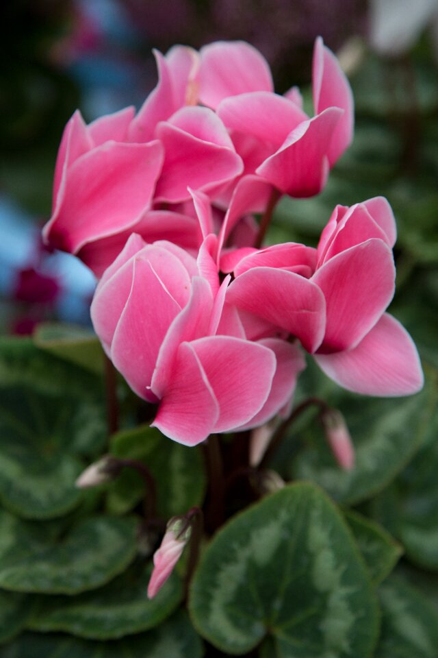 Garden plant gardening