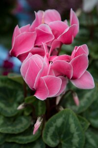 Garden plant gardening