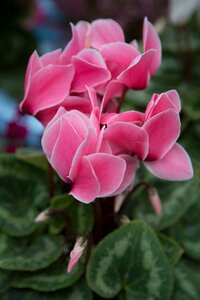 Garden plant gardening photo