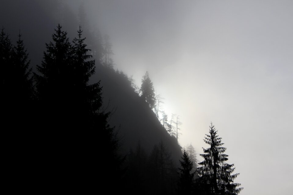 Nature light trees