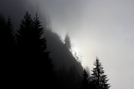 Nature light trees