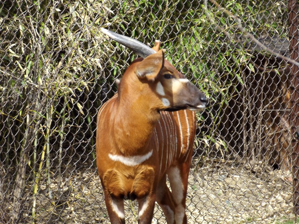 Wildlife nature mammal
