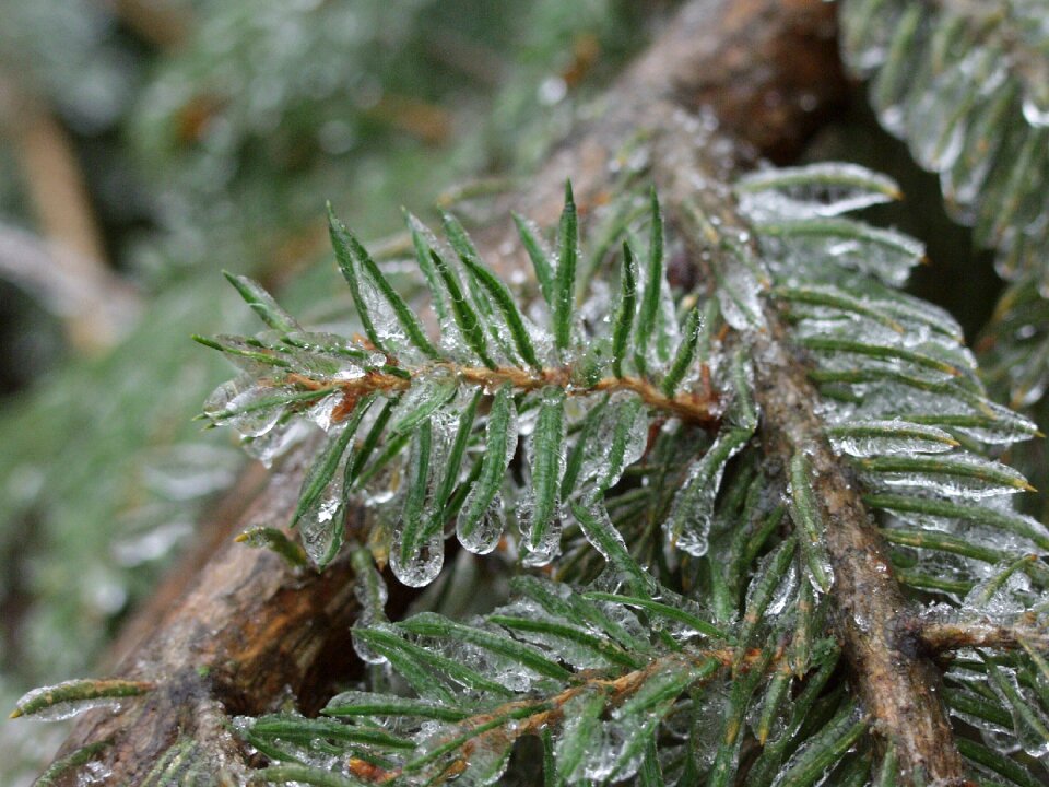 Plants cold coldly