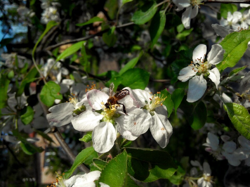 Bloom flower nature