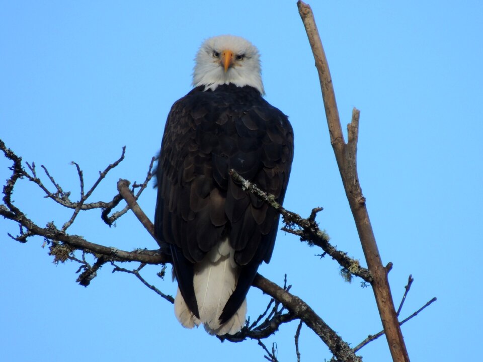 Bird of prey eagle stare
