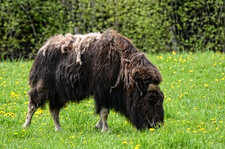 Mammal nature grass photo