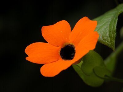 Flower mantle mexico photo