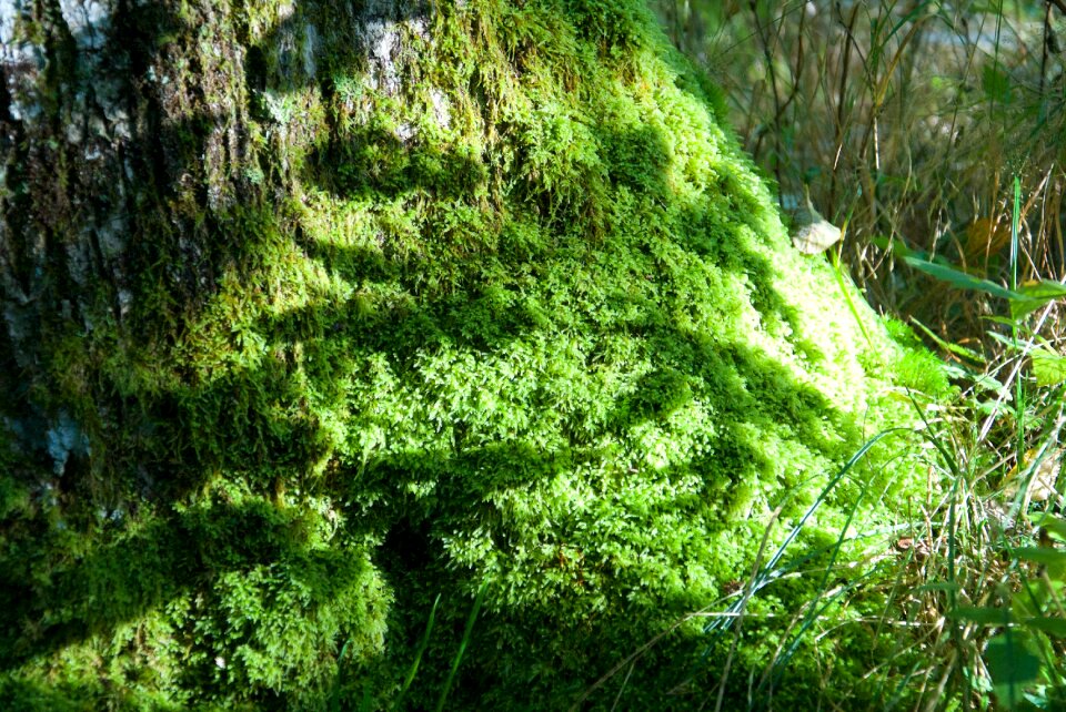 Green sweden tree