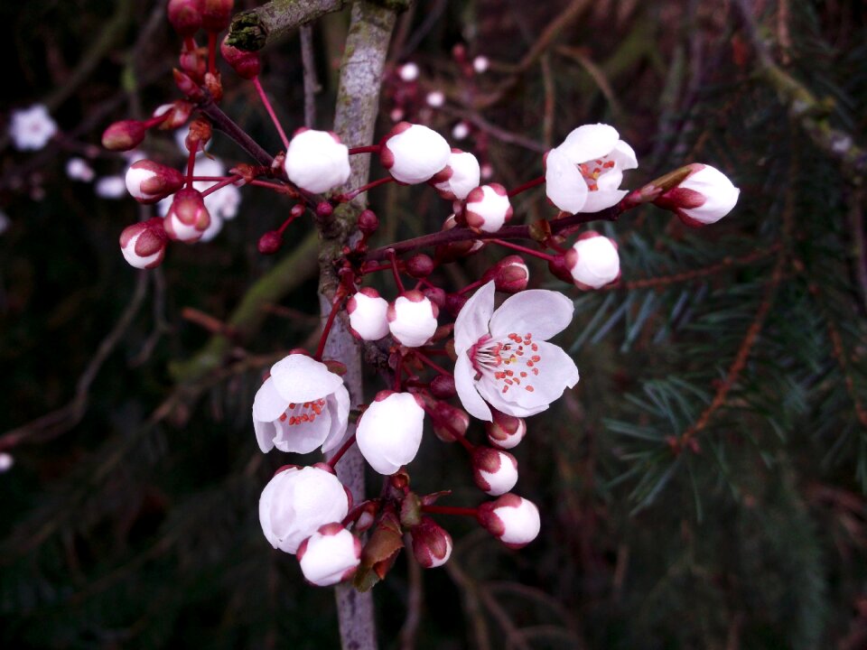 Japanese cherry blossom pink spring