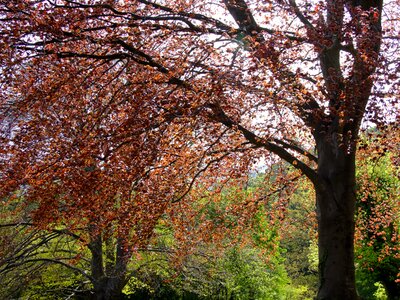 Fagus sylvatica purpurea f deciduous tree color