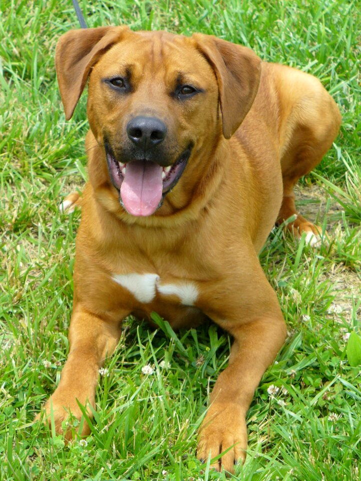 Animal shelter pet canine