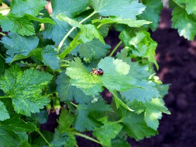 Beetle nature spring