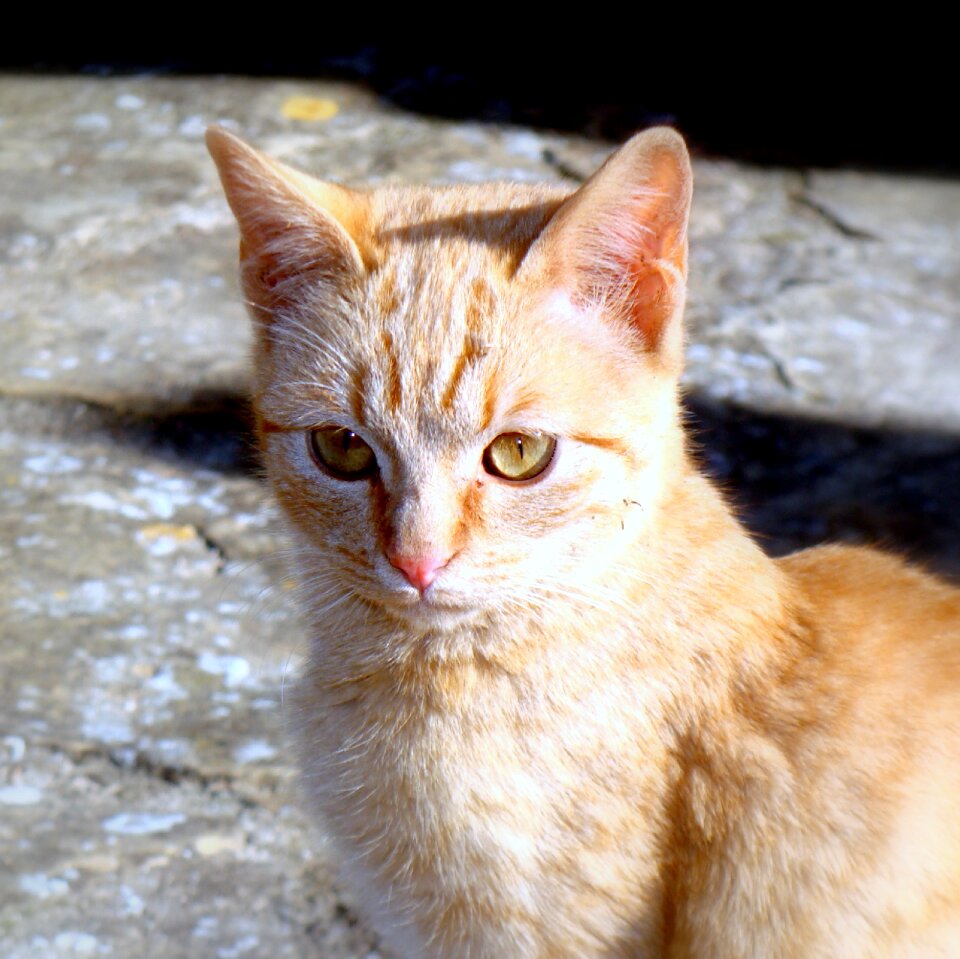 Feline pet animal photo