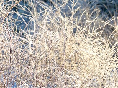 Snow winter garden photo