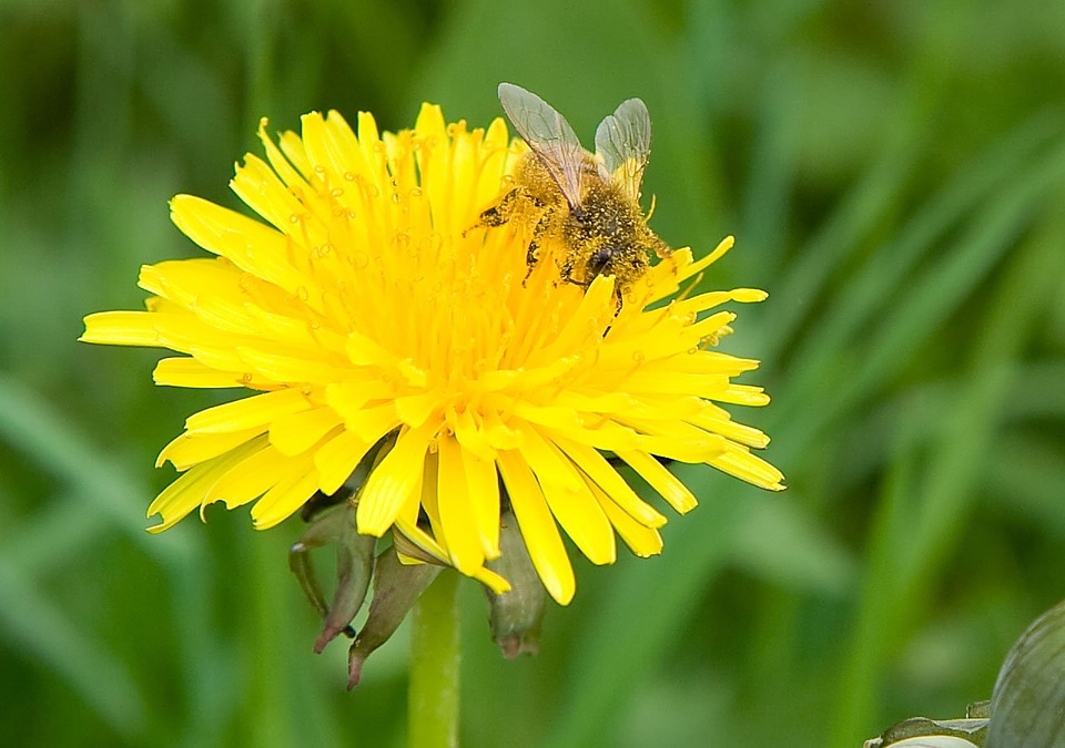 Bloom yellow spring