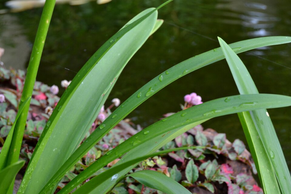 Rain droplets water