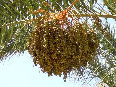 Fruit crop palm photo