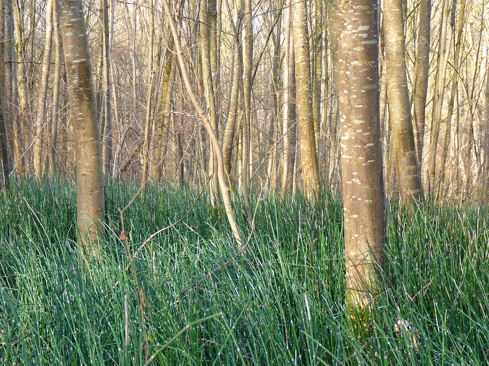 Marsh plant forest green