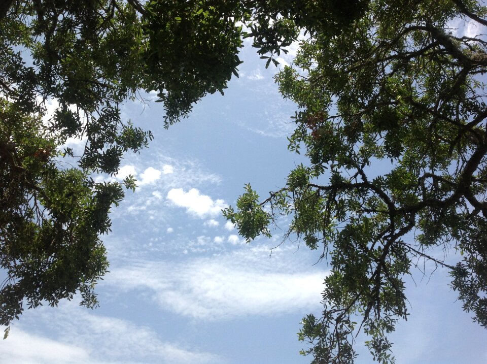 Nature sunlight outdoors