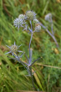 Nature plant meadow flower photo