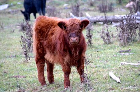 Brown economic meat