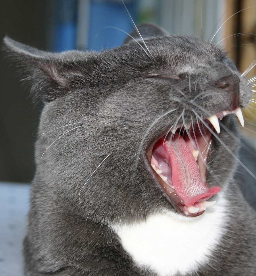 Animal kitty animals